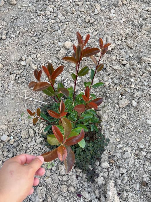 Фотиния Фразера