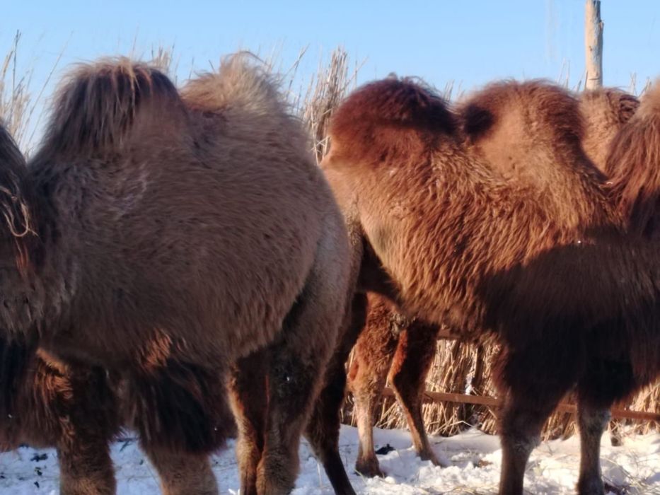 Жас тайлақ түйе жіліктеледі
