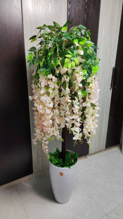 Суней дарахтлар оптом