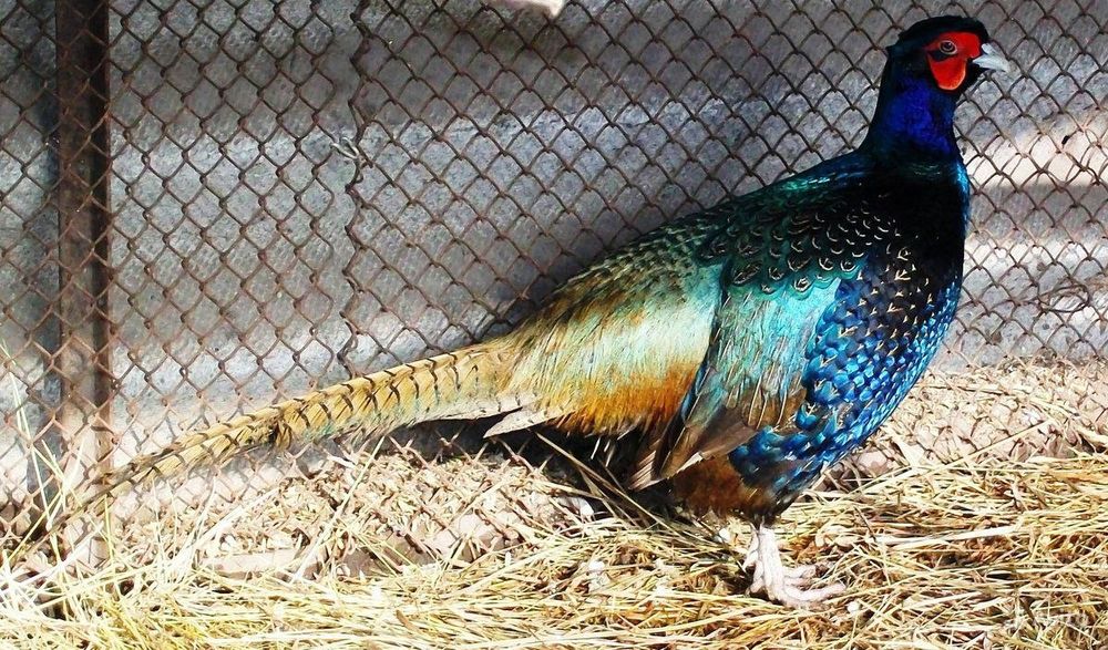 Фазаны разных видов.