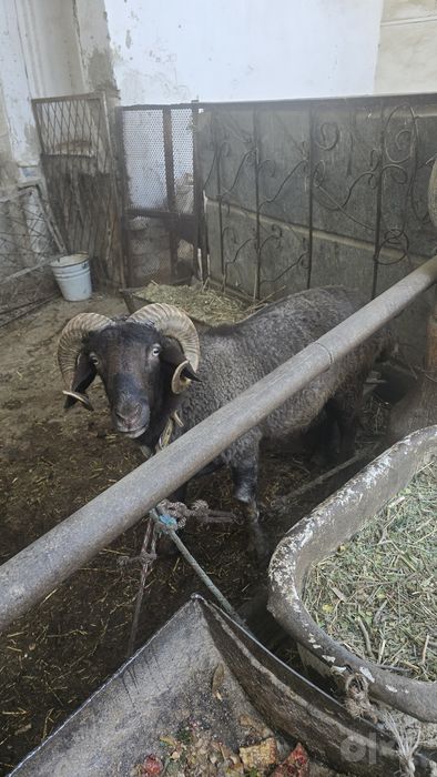 Qo'ylar sotiladi