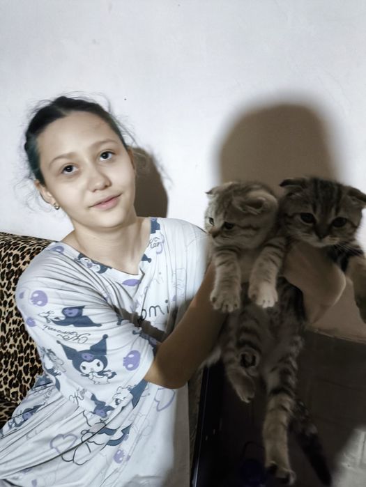 котята вислоухие девочки