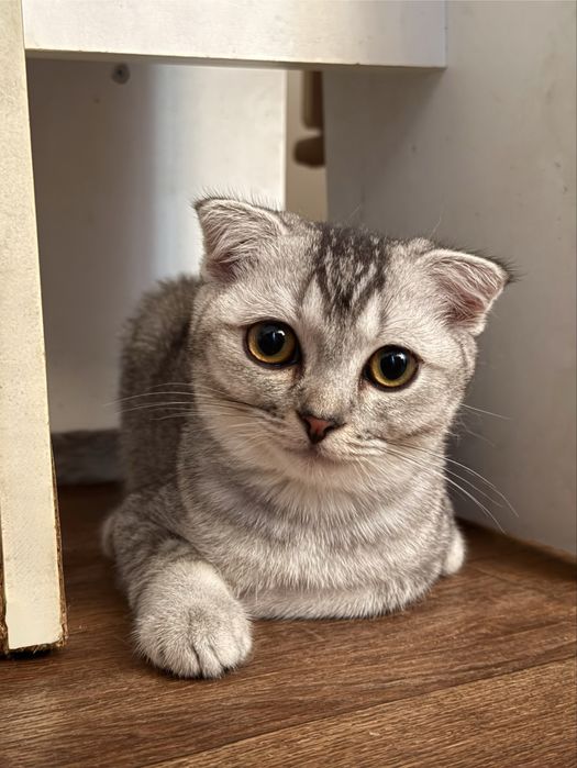 Шотланский вислоухий коненок