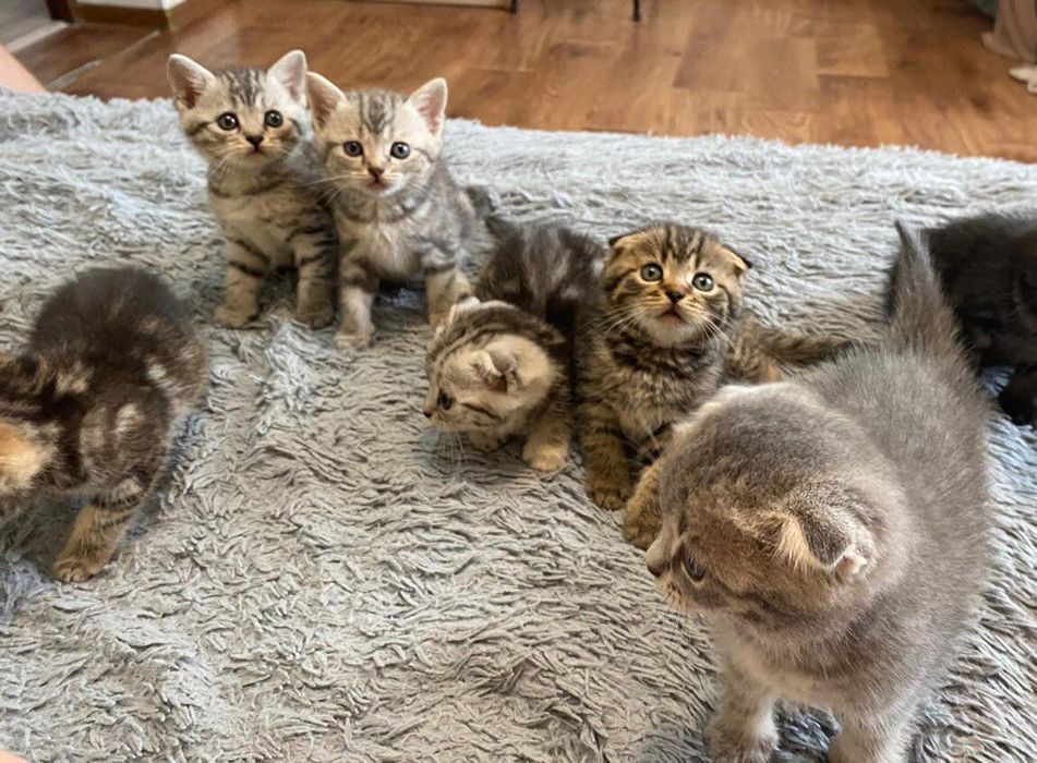 Миленькие Котята