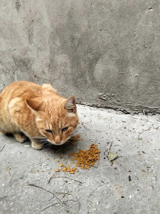 Рыжий молодой котик бесплатно