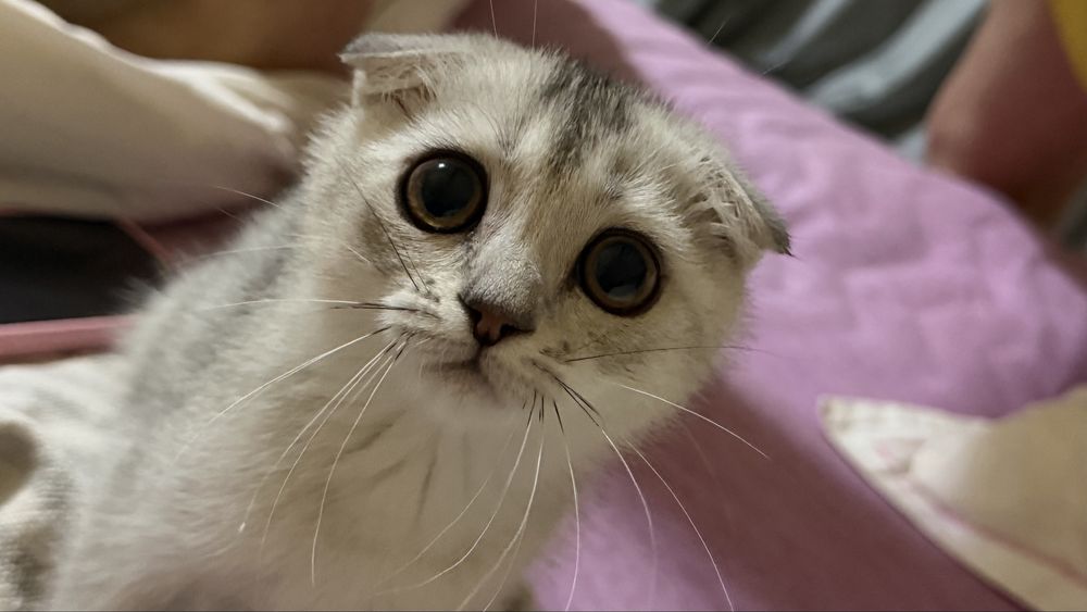 Скотиш фолд серебристая шиншила 2.5млн