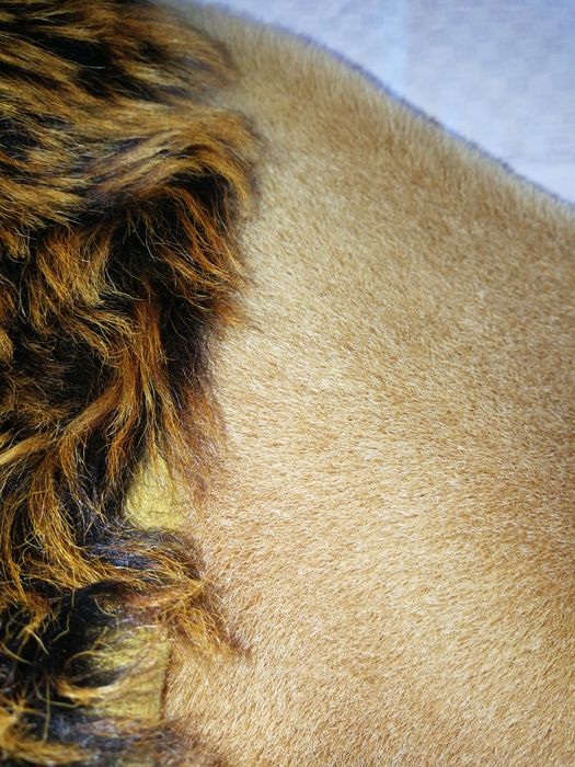 палто от естествена кожа