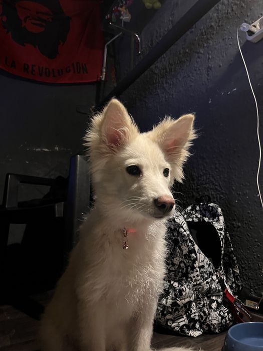 Отдам собаку девочку