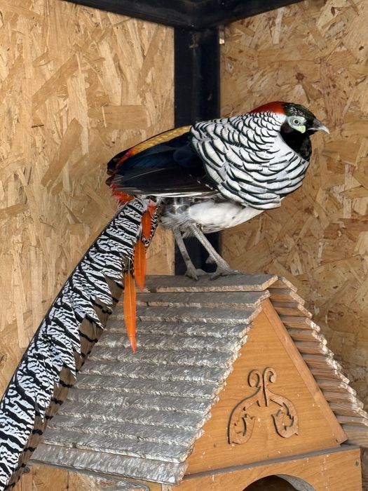 Фазан Алмазный продажа или обмен