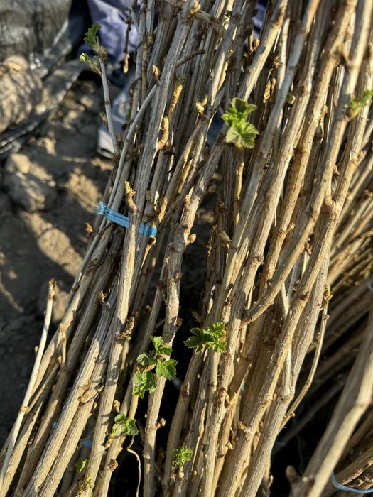 Смородина Красная Черная