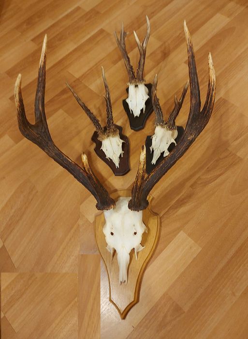 Set decorativ cu trofee de cerb si de caprior ( lopatar,mistret )_71