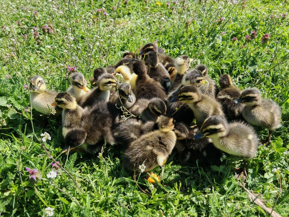 27 puișori de rață măcănitoare/românească