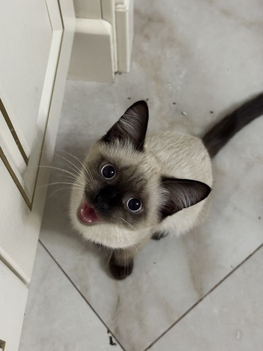 Продается красивый сиамский котенок