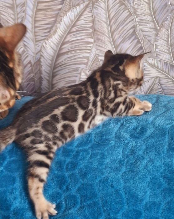 Бенгальские котята – Премиум класс