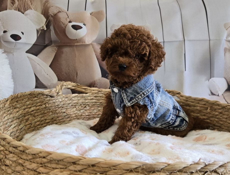 Пудел тийкъп/ Пудел той poodle с родословие момче red braun