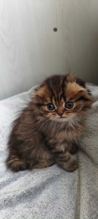 Породистые котята