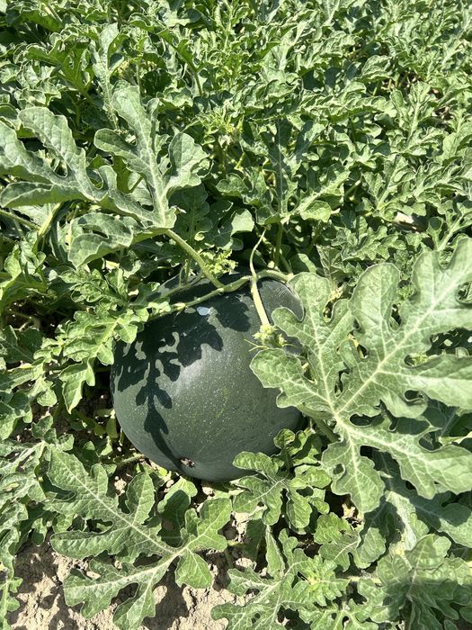 De vanzare pepene verde si galben