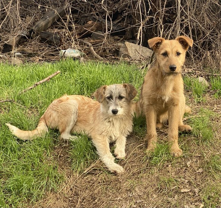 Щенков, отдам 4 мес, ПРИВИТЫ, девочки, привезу