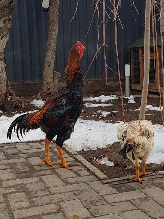 Петух бойцовый дакан