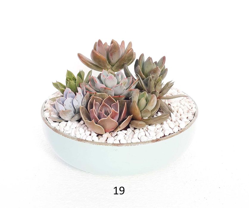 Сукуленти подаръци