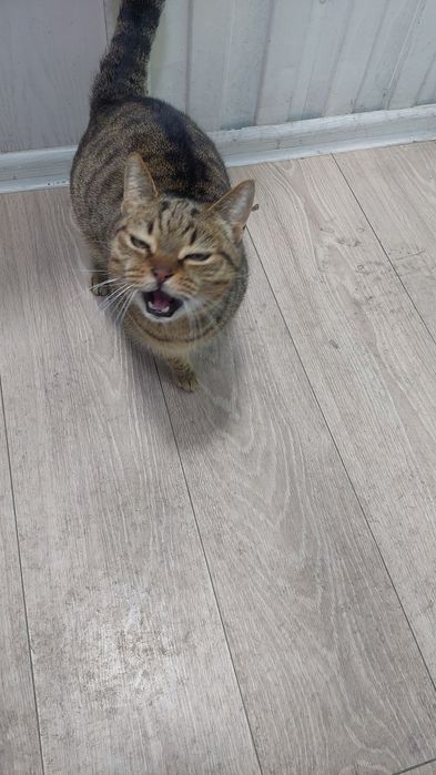 Кошка,кот катенок