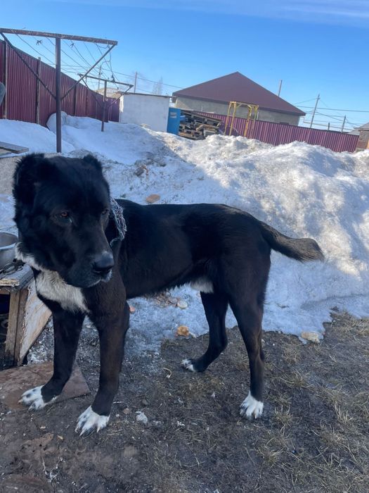 Отдам в добрые руки