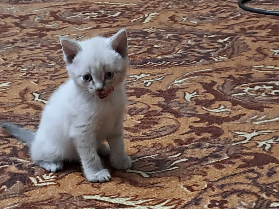 Отдам котят им 40 дней