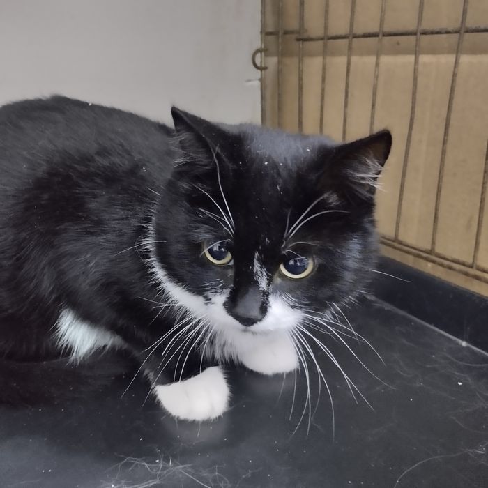 Отдам в добрые руки