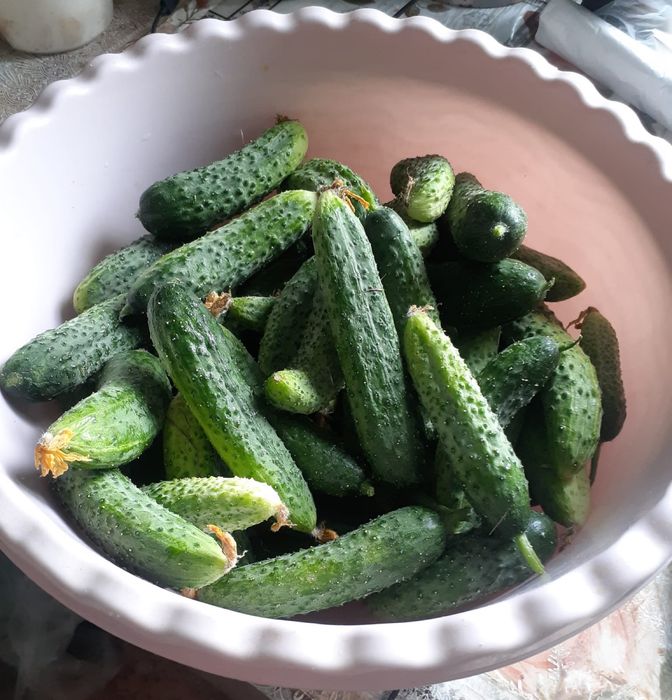 Продам свежие огурчики
