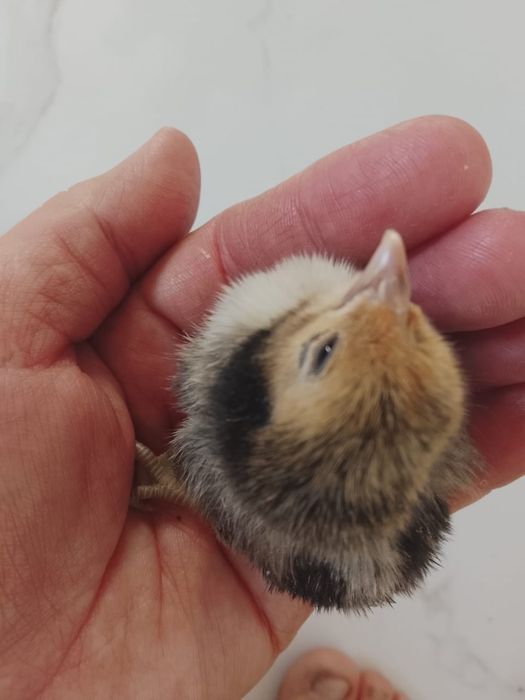 Карлики сибрайт цыплята