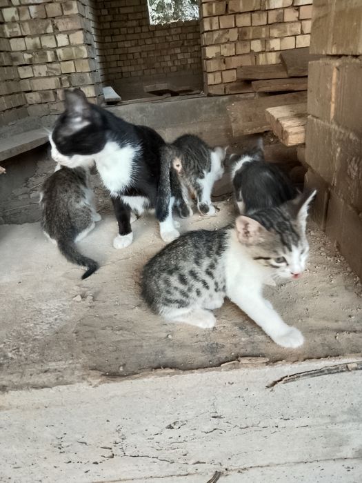 Oddiy mushuklar onasi bilan
