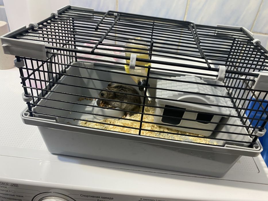 Продам хомяка с клеткой