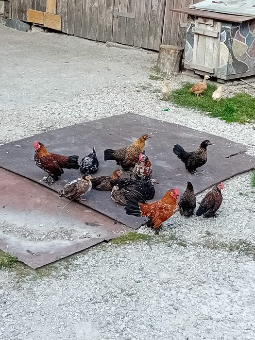 Pui de găină liliputi