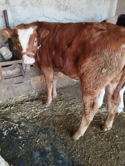 Vând vitea înțărcată