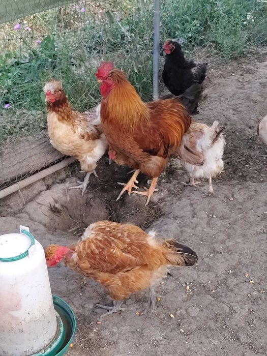 Cocosi motati de tinut