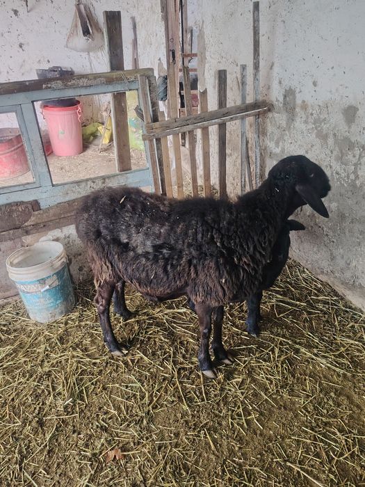 Ona bola qoylar sotiladi