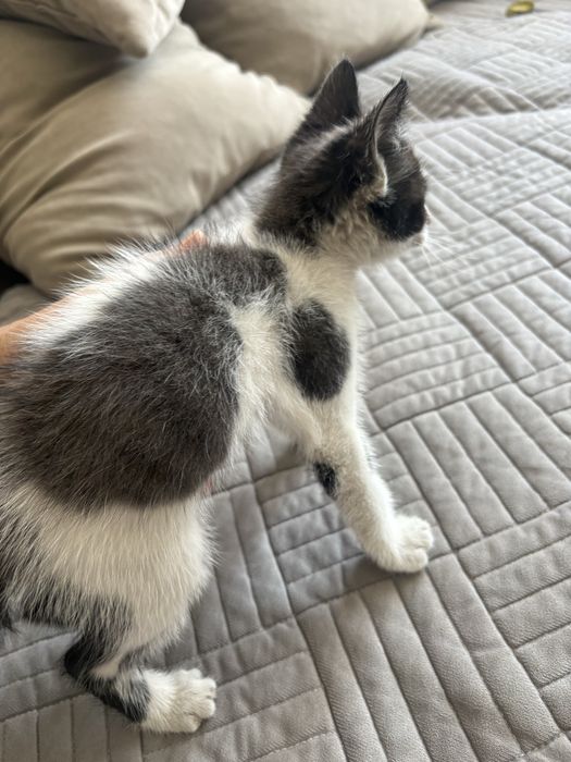 Отдам в добрые руки котенка