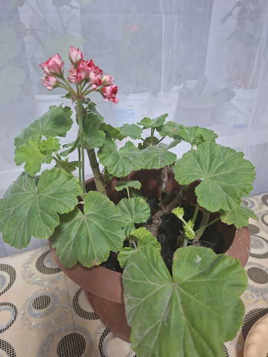 Продам красивую герань