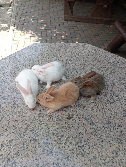 Vind iepuri rasa hicole francez și fluture german