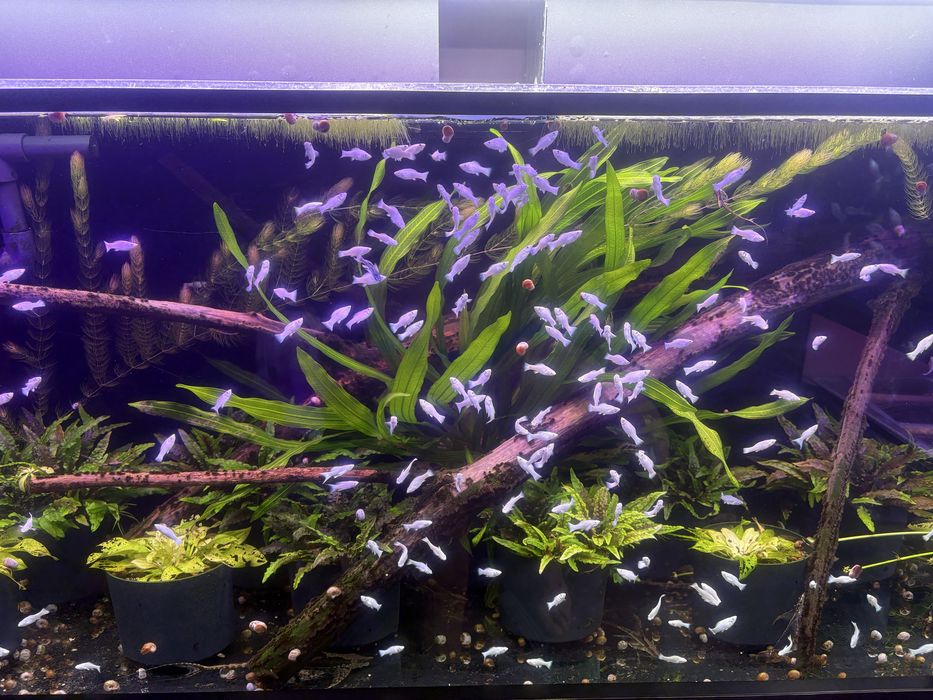 Моллинезия Велифера платина