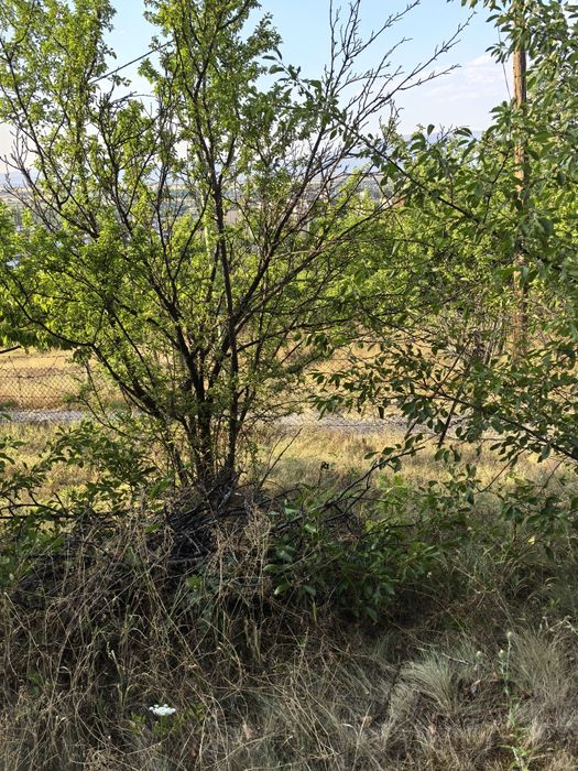 парцел в местността "Гола Велика"