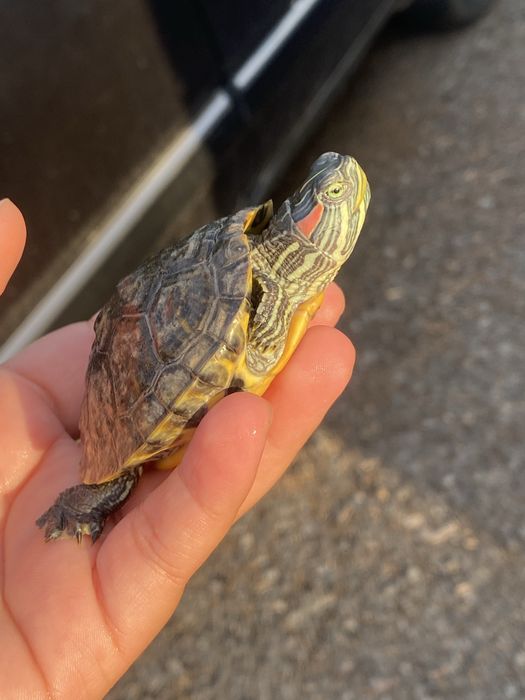 Продам черепахаа