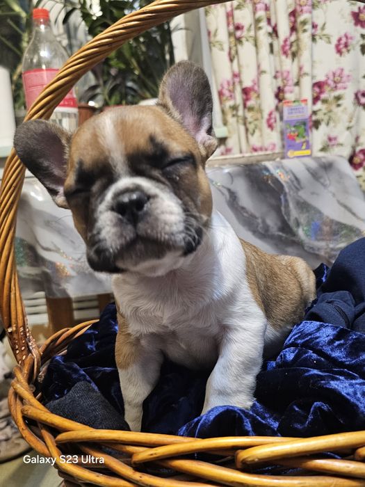 Французский бульдожек
