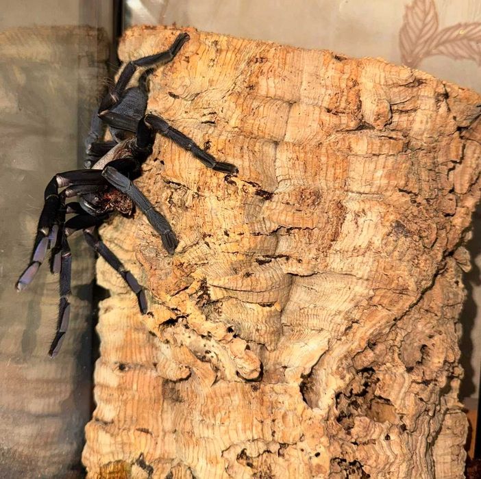 Паук cyriopagopus sp.hati hati