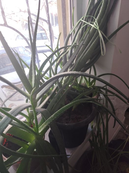 Комнатные растения