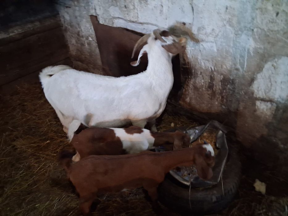 Capra boier +2 iede
