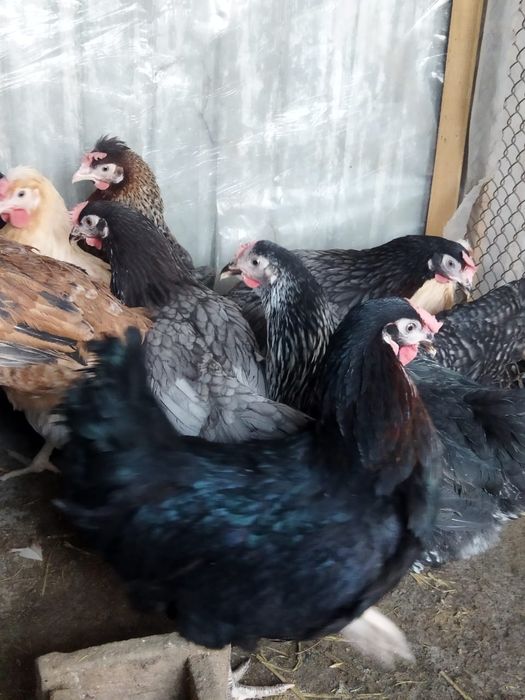 Продам куры домашние