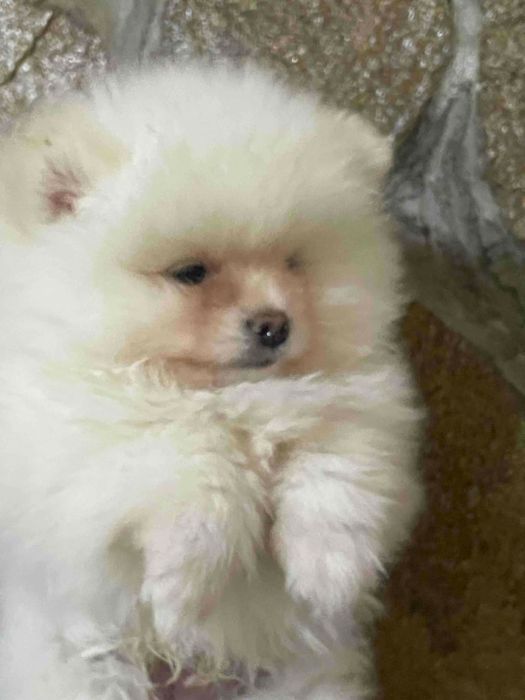 Малки  кученца- пумеран