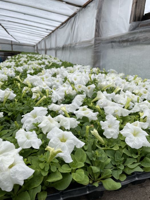 Рассада цветы петуния