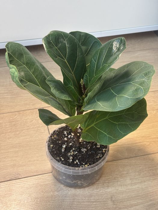 комнатные растения разные